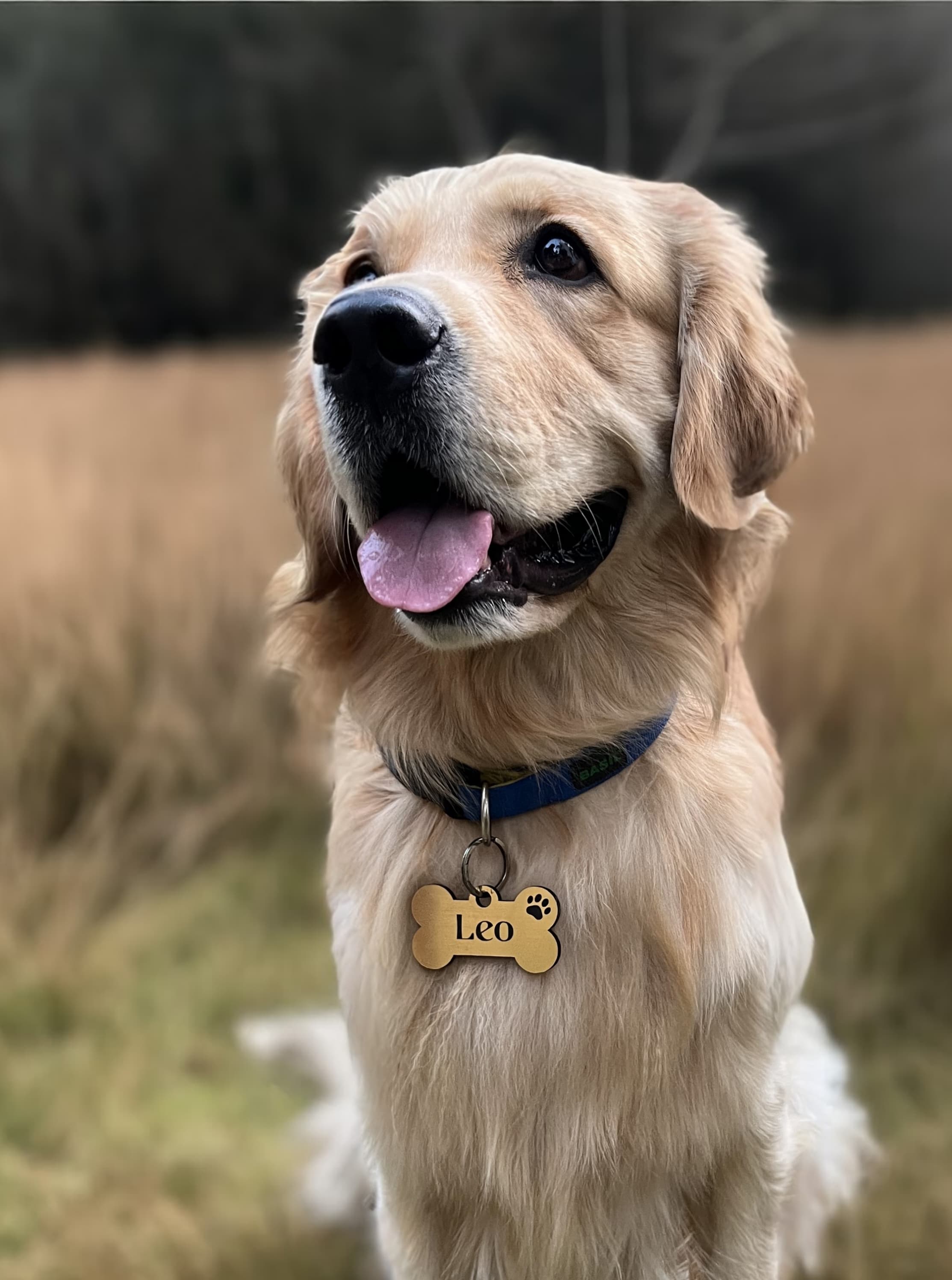 Customised Acrylic Dog Tag – Bone (Golden)